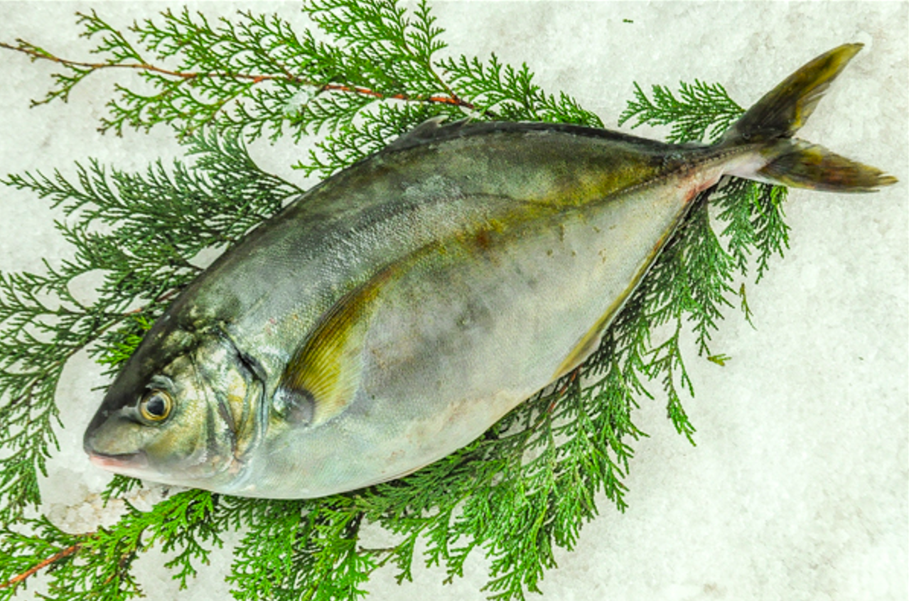 Order Shima Aji - 縞鯵 food online from Taki Sushi 2 store, Denver on bringmethat.com