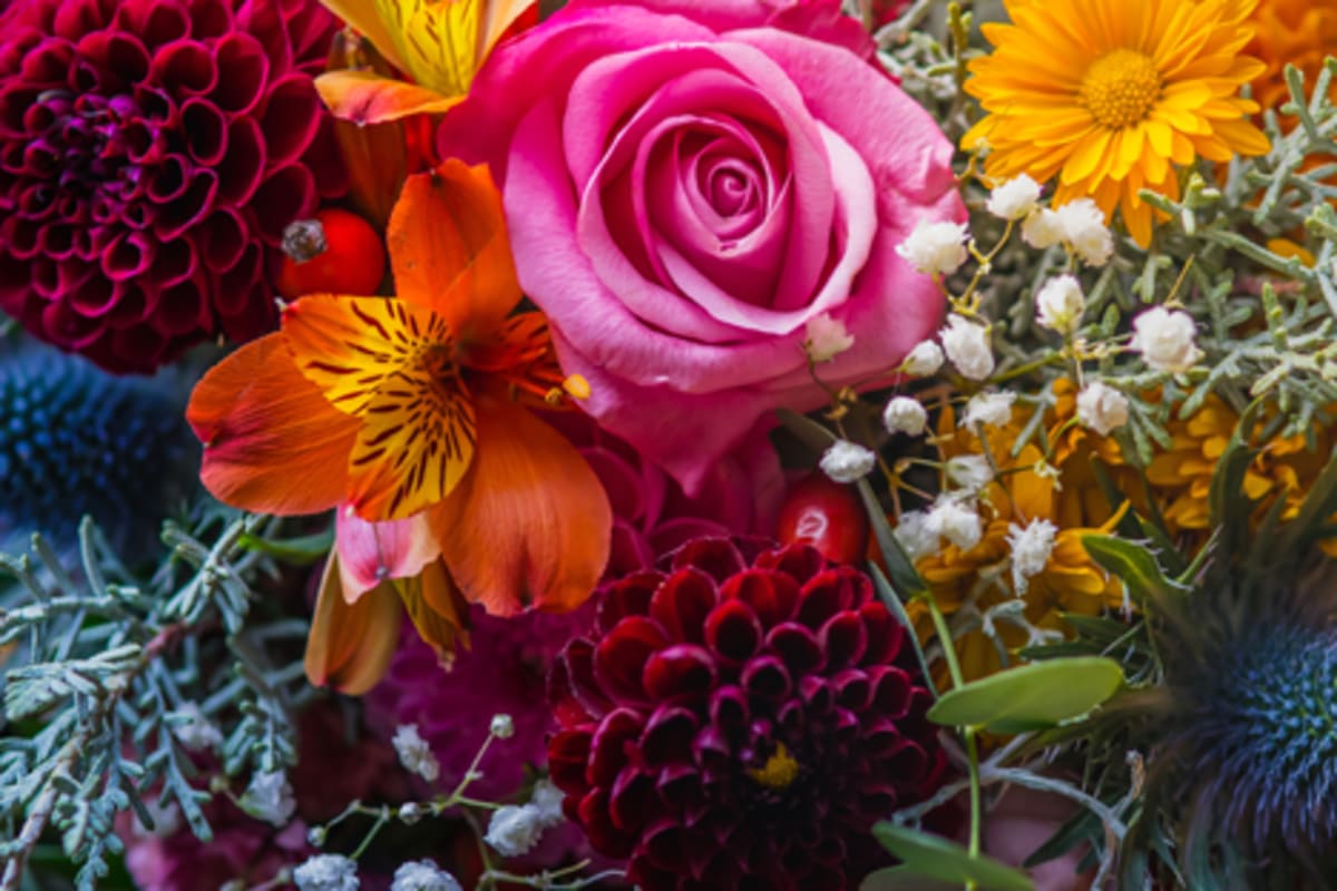 Me Nots Fine Floral & Gifts Delivery Menu Order Online 4249 West Ina Road Tucson