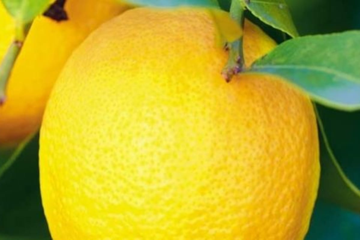 82 Nassau St New York: Why This Financial District Address Stays So Busy