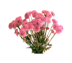 50 Mulberry Paper Ranunculus Buds in Bright Pink and White 