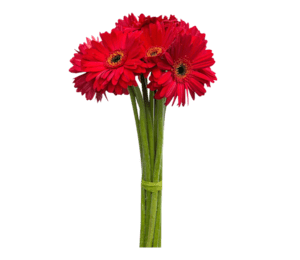 Fresh Cut Flower Gift Shop New York NY Restaurant Menu