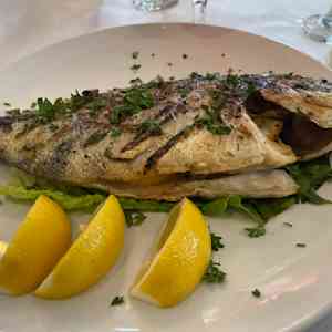 barbabietole Betty Lou