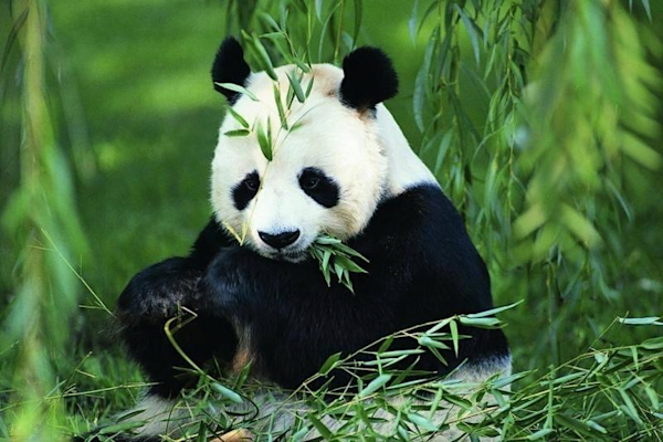 Panda Garden Delivery Menu | Order Online | 714 S Harding Hwy Buena | Grubhub Panda Garden Delivery Menu | Order Online | 714 S Harding Hwy Buena | Grubhub